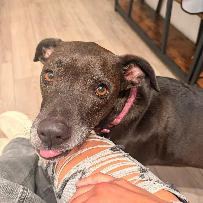 Pepper Porter thumbnail 4