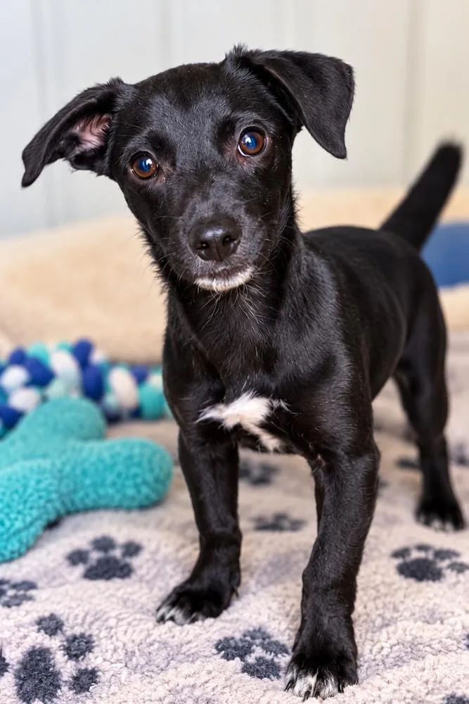 A baby medium-sized male Black Dachshund dog named Jupiter for adoption in Albuquerque, NM