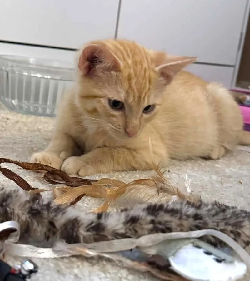 A baby small-sized male Tabby (Orange / Red) Domestic Short Hair cat named Harold for adoption in Salisbury, NC