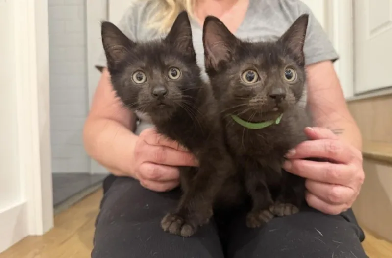 A young medium-sized male Black Domestic Short Hair cat named Jelly Belly for adoption in North Babylon, NY