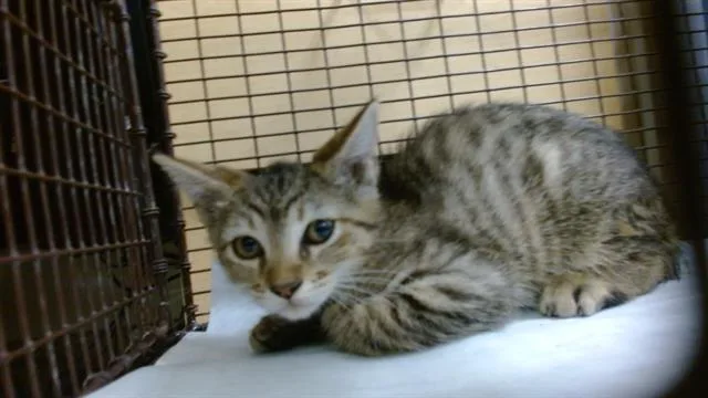 A baby small-sized female Domestic Short Hair cat named Britney for adoption in Miami, FL