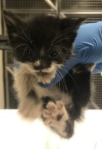 A baby small-sized female Domestic Short Hair cat named A for adoption in Conroe, TX