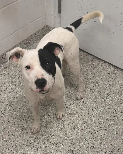 A young medium-sized male White / Cream Pit Bull Terrier dog named Hydrox for adoption in Kansas City, MO