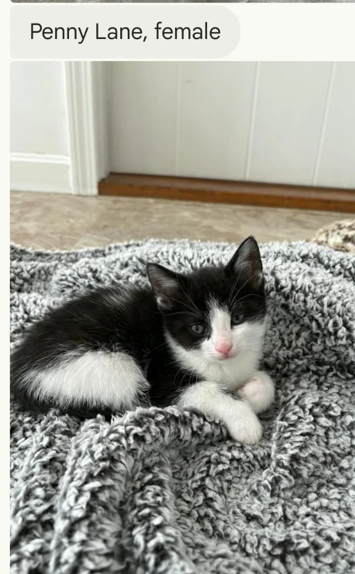 A young small-sized female Domestic Short Hair cat named Penny Lane for adoption in Canton, CT