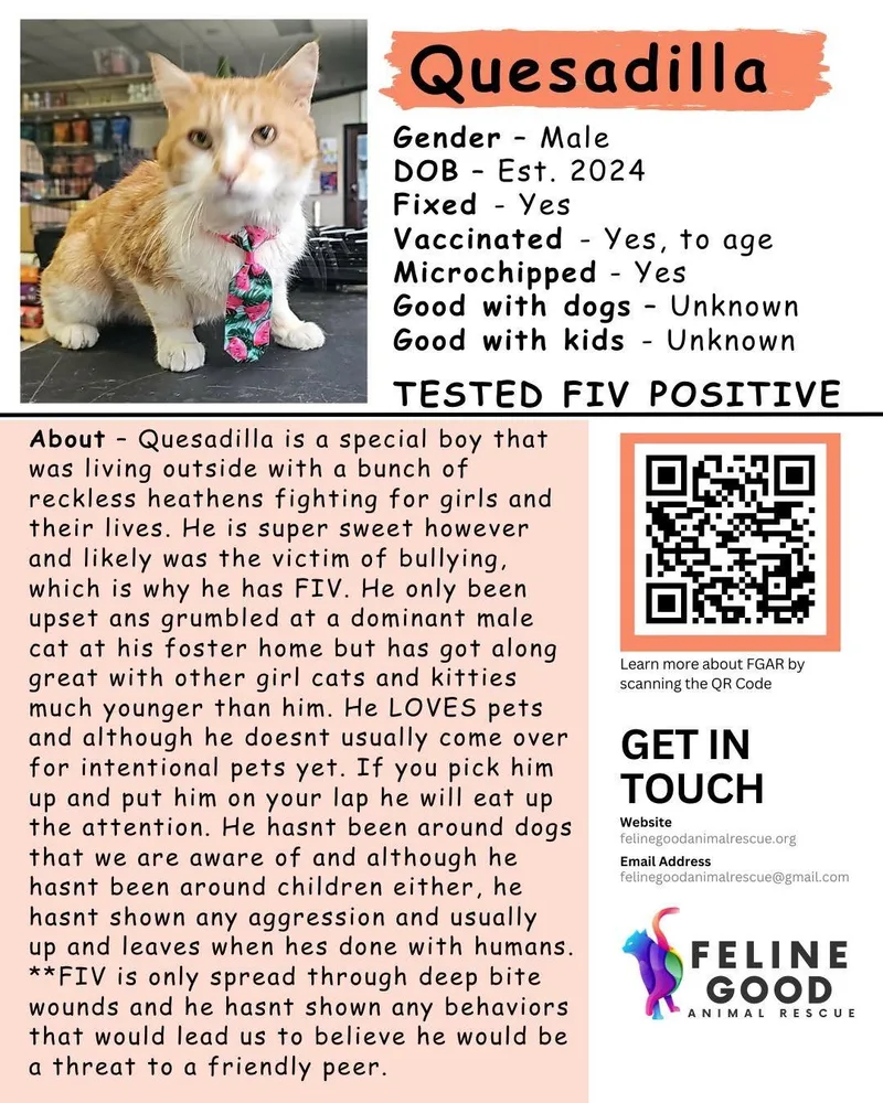 An adult medium-sized male Orange & White Domestic Short Hair cat named Quesadilla for adoption in Eugene, OR