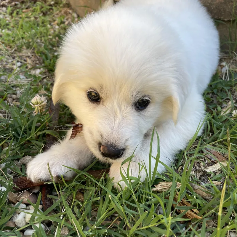 Finn