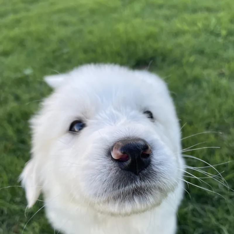 Finn thumbnail 6