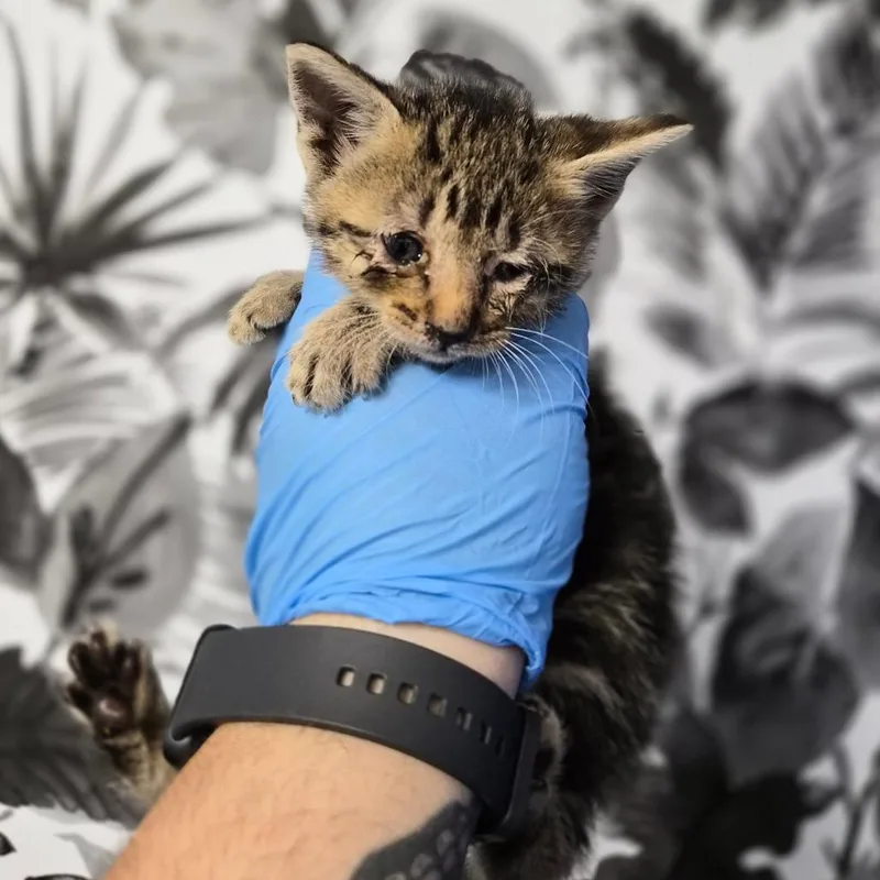 A baby small-sized female Brown / Chocolate Domestic Short Hair cat named Curly Fry for adoption in Wahiawa, HI