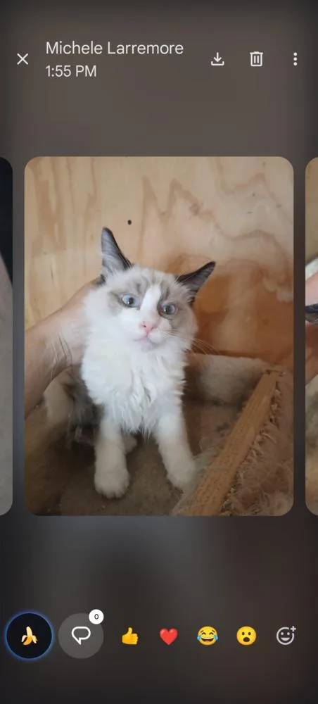 A baby small-sized male Black & White / Tuxedo Siamese cat named Pixel for adoption in Thatcher, AZ
