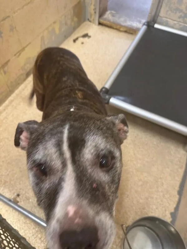 A senior large-sized female Mixed Breed dog named Princess for adoption in Cincinnati, OH