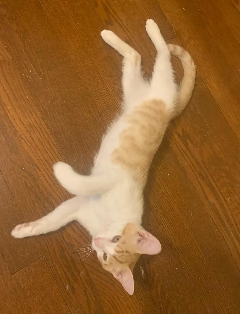 A baby small-sized male Domestic Short Hair cat named Arlo for adoption in Camp Hill, PA