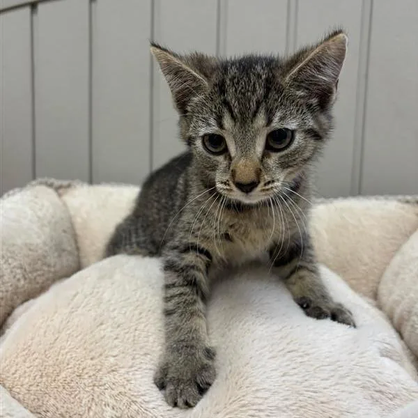 A baby small-sized female Brown / Chocolate Domestic Short Hair cat named Wanda for adoption in Hawthorne, CA