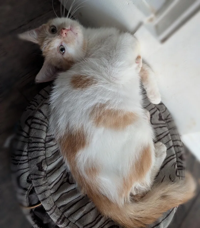 A baby medium-sized male Orange & White Domestic Short Hair cat named Dash for adoption in Smithfield, NC