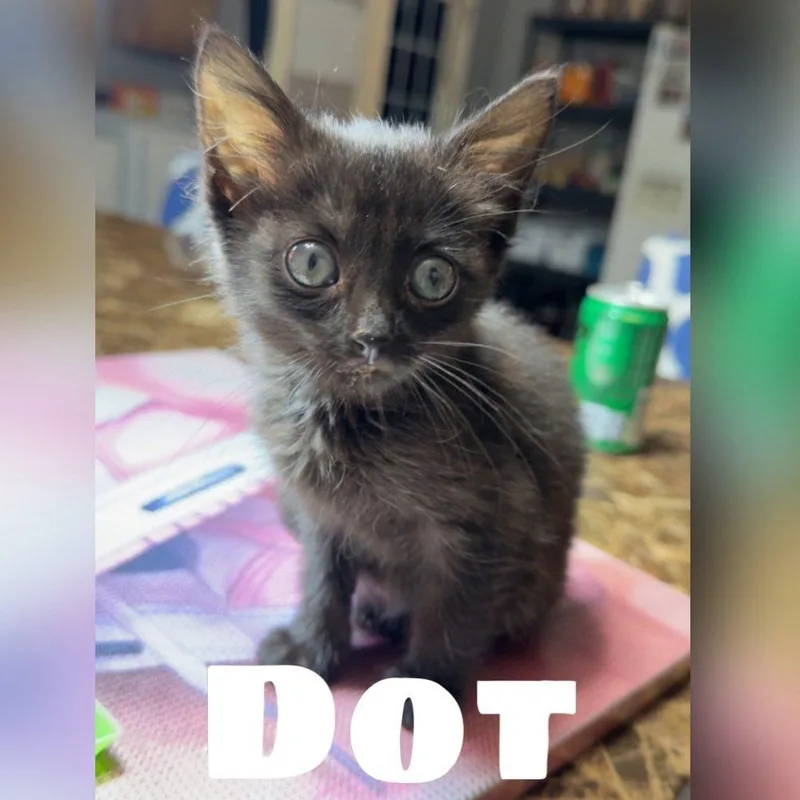 A baby medium-sized female Black Domestic Short Hair cat named Dot for adoption in Colcord, OK