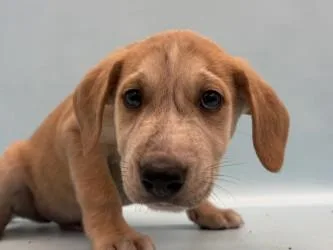 A baby large-sized male Labrador Retriever dog named Kayden for adoption in Coon Rapids, MN