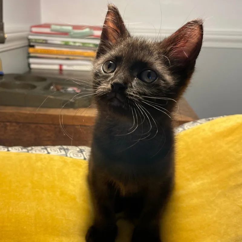 A young medium-sized female Black Domestic Short Hair cat named Novel for adoption in Evanston, IL