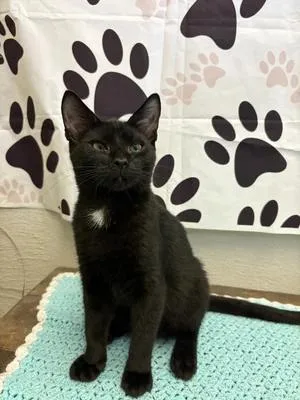 A young medium-sized male Tuxedo cat named Tux for adoption in Chuckey, TN