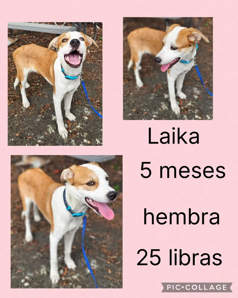 A young small-sized female Mixed Breed dog named Laika for adoption in San Juan, PR