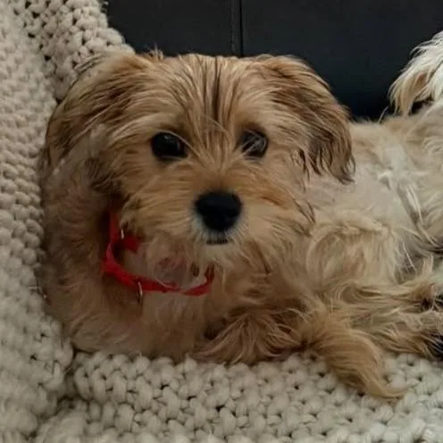 A young small-sized male Yorkshire Terrier dog named Beau for adoption in Grand Forks, ND