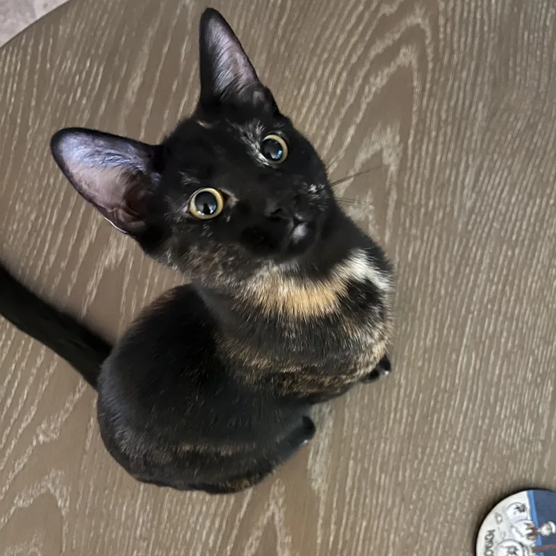 A baby medium-sized female Tortoiseshell Domestic Short Hair cat named Stephanie for adoption in Portland, OR