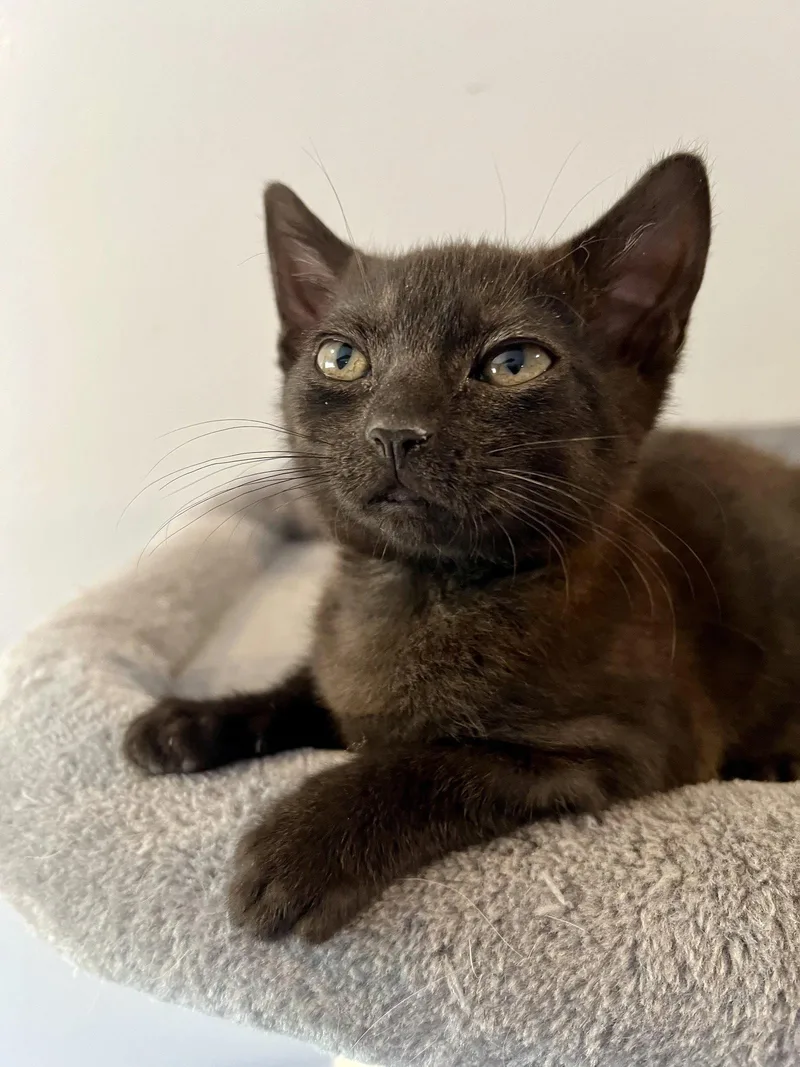 A baby medium-sized female Black Domestic Short Hair cat named Daisy for adoption in Wesley Chapel, FL