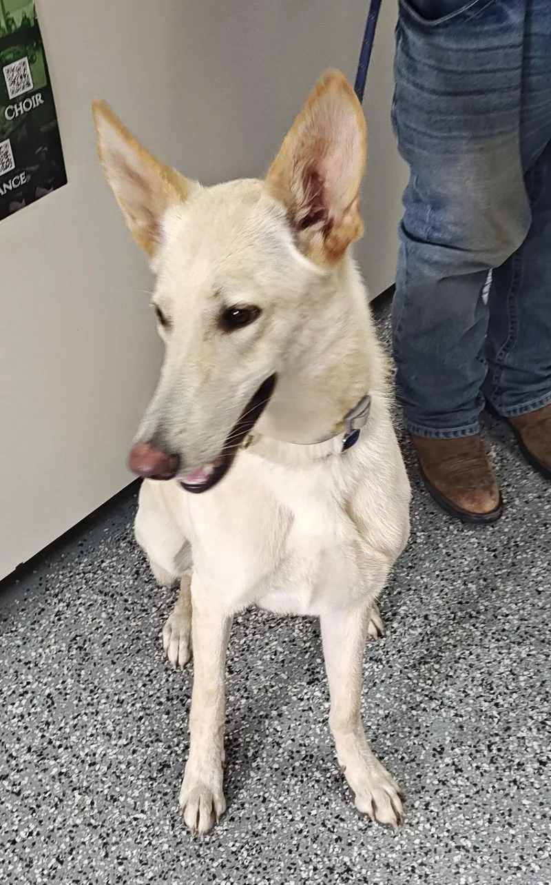 A young large-sized female White / Cream White German Shepherd dog named Srpite for adoption in Greeneville, TN