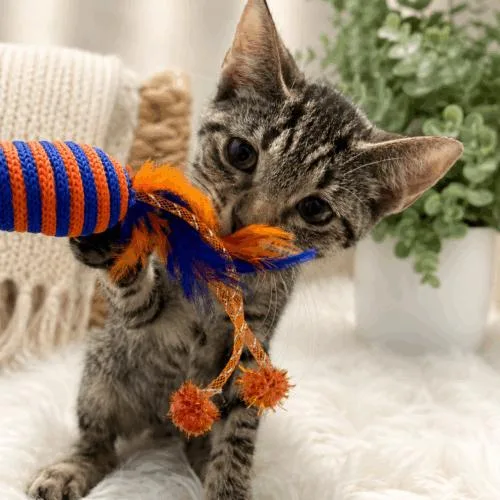 A baby small-sized male Tabby (Gray / Blue / Silver) Domestic Short Hair cat named Flash for adoption in Coachella, CA