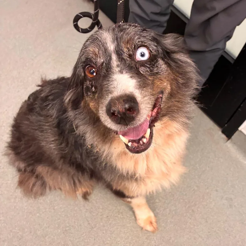 A senior medium-sized female Gray / Blue / Silver Australian Shepherd dog named Roxee for adoption in Portland, OR