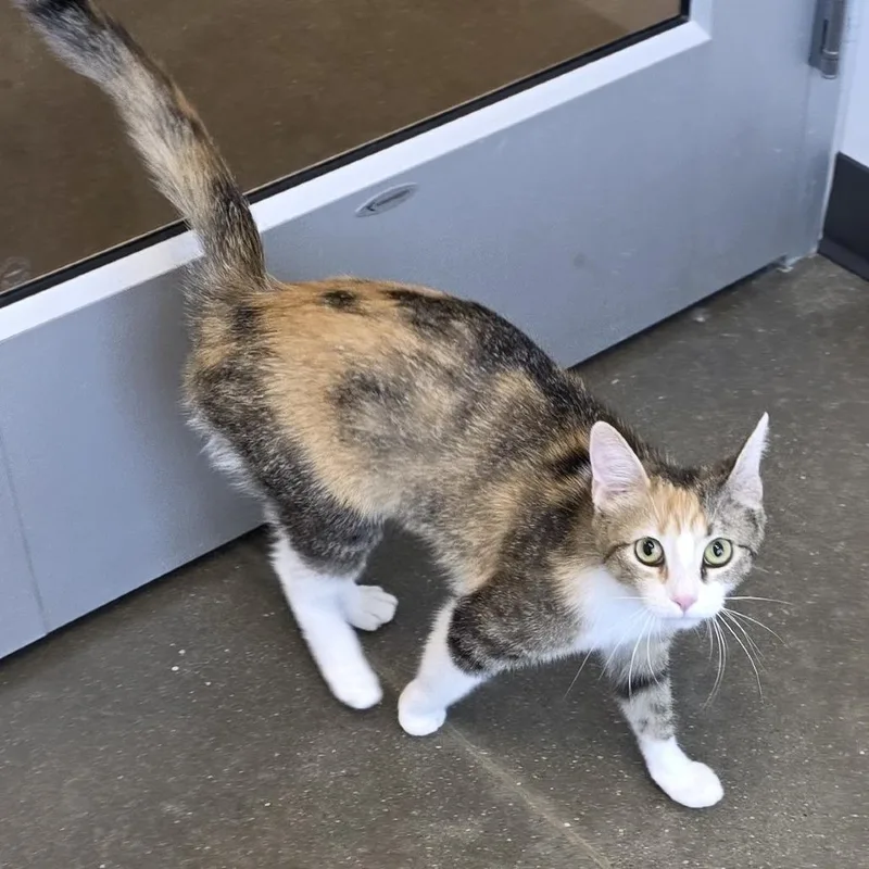 An adult medium-sized female Calico Domestic Short Hair cat named Lilac for adoption in Fort Wayne, IN