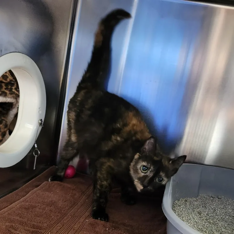 An adult medium-sized female Tortoiseshell Domestic Short Hair cat named Paisley for adoption in Grand Rapids, MI
