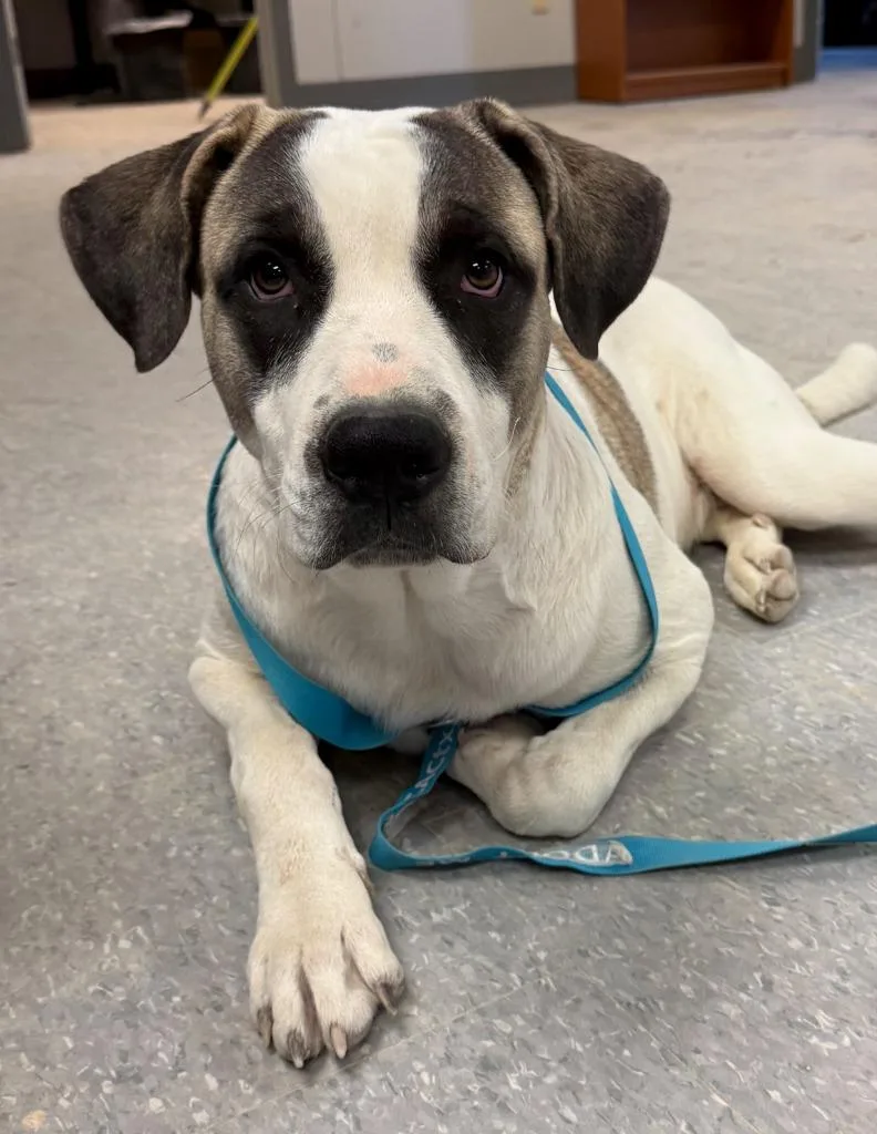 A young large-sized male Mixed Breed dog named Bocephus for adoption in Lockhart, TX