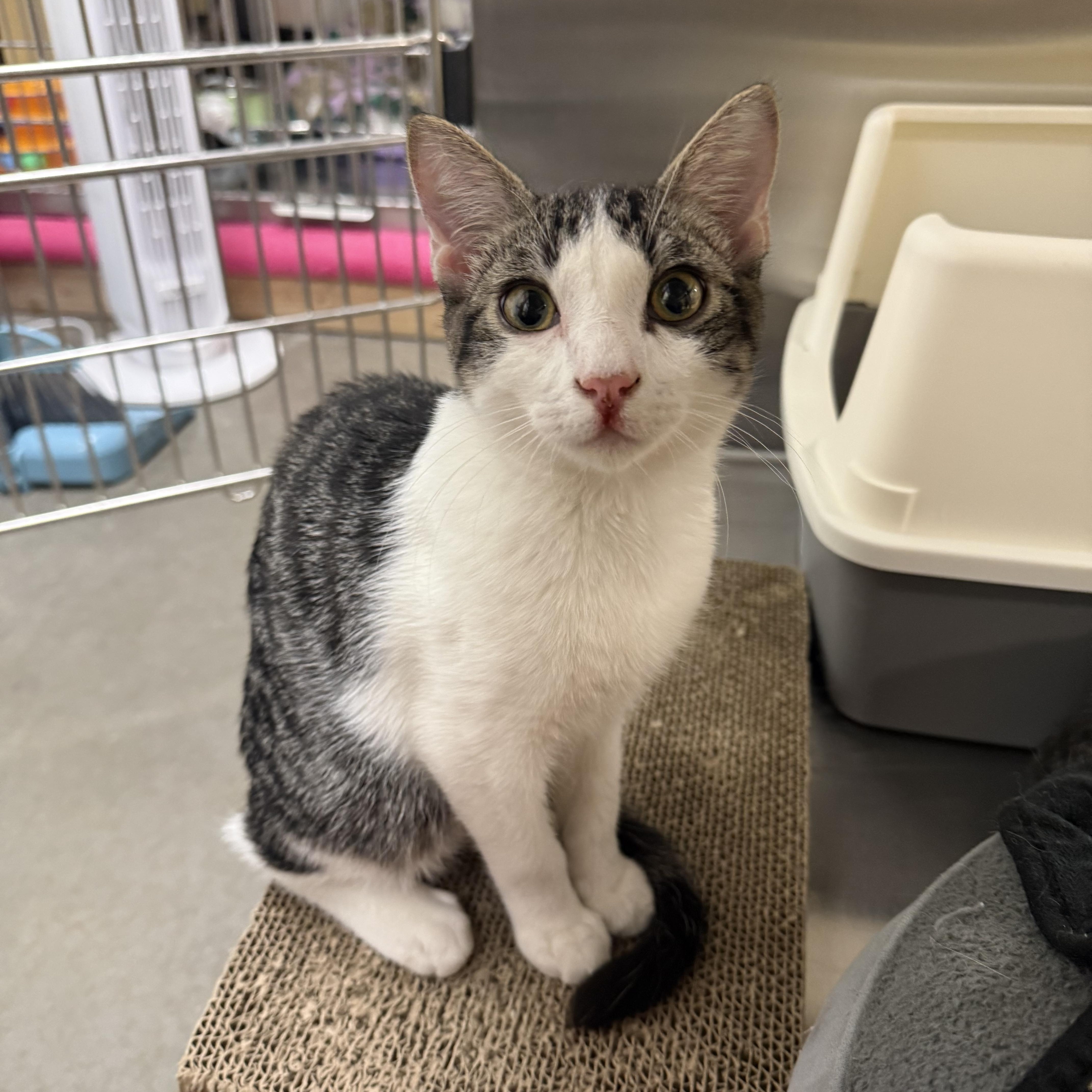 A baby small-sized male Domestic Short Hair cat named Rumor for adoption in Chandler, AZ
