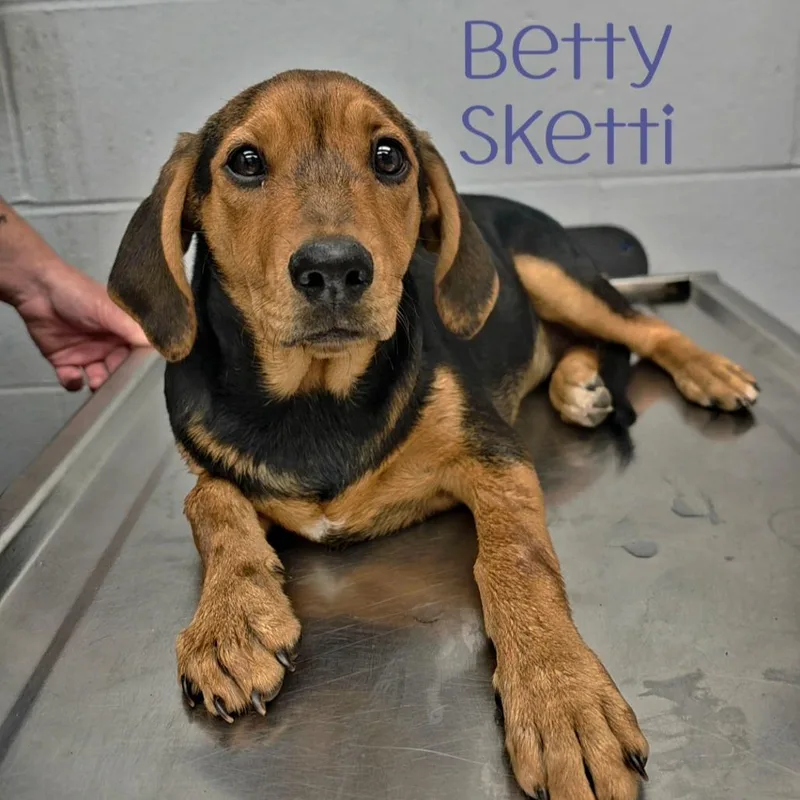 A baby small-sized female Black Hound dog named Betty Sketti for adoption in Parkersburg, WV