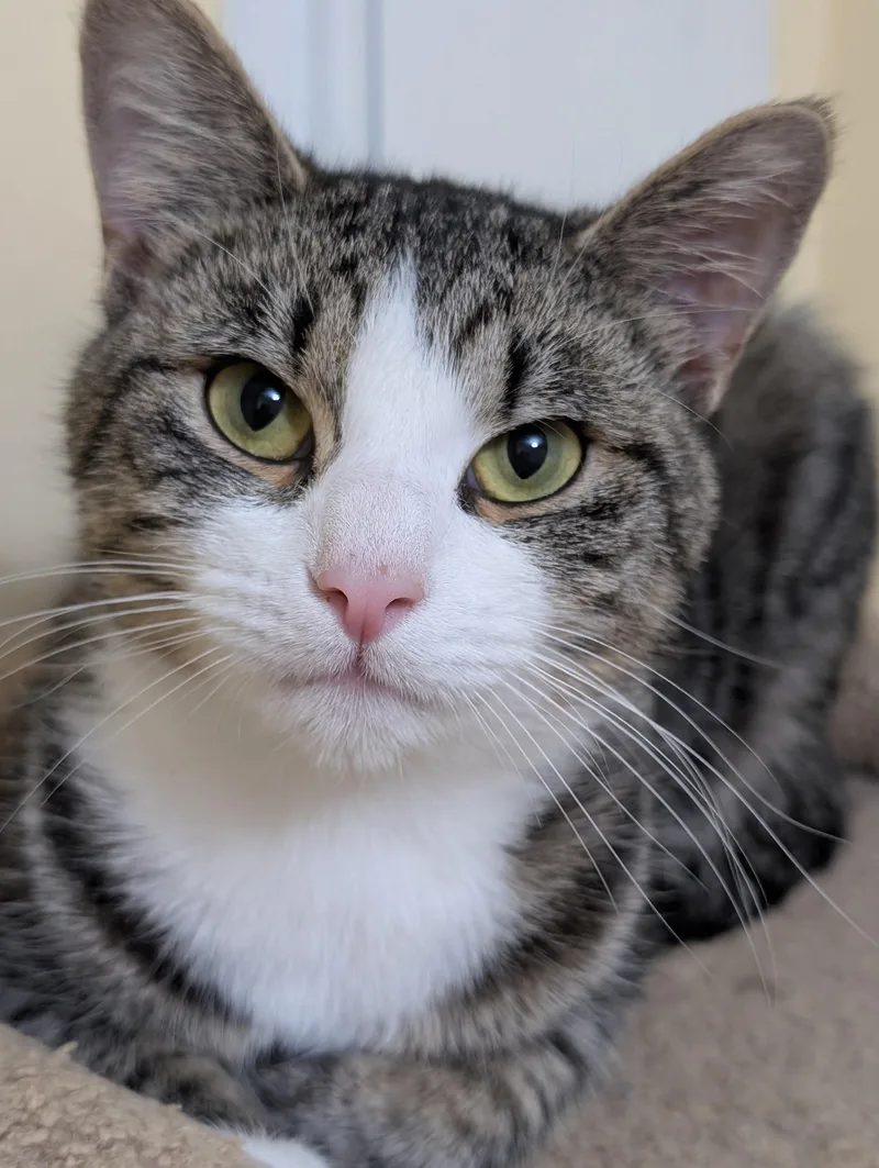 A young medium-sized male Domestic Short Hair cat named Boba for adoption in West Lafayette, IN