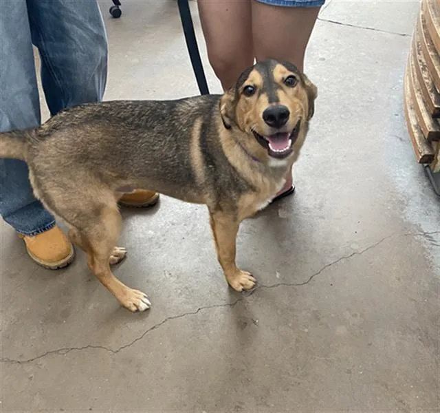 A young large-sized male Mixed Breed dog named Buster for adoption in Dallas, TX