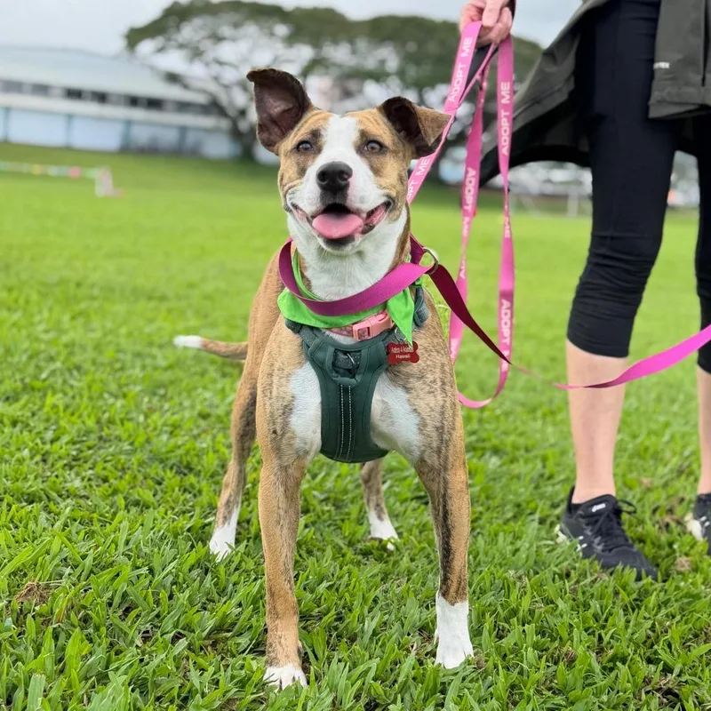 An adult medium-sized female Brindle Mixed Breed dog named Akemi "kimi" for adoption in Volcano, HI