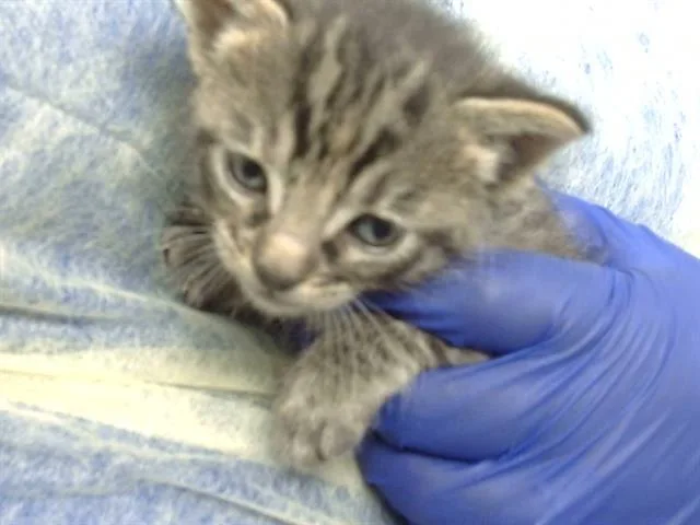 A baby medium-sized female Domestic Medium Hair cat named Tsumiki for adoption in Dallas, TX
