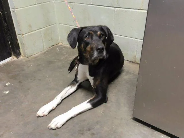 An adult medium-sized female Pit Bull Terrier dog named Samantha for adoption in Tulsa, OK