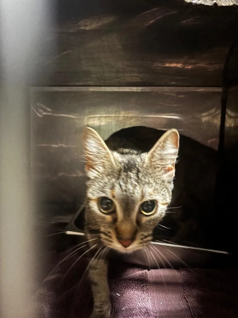 A young medium-sized female American Shorthair cat named Belladonna for adoption in Rockport, TX