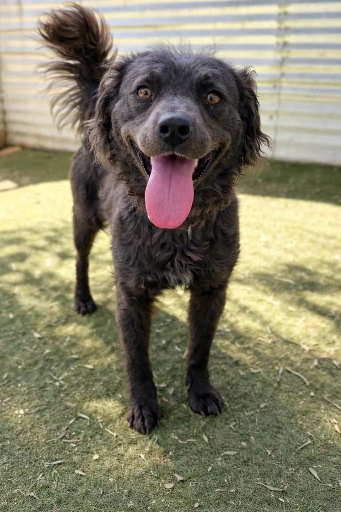 An adult medium-sized female Border Collie dog named Frida for adoption in San Diego, CA