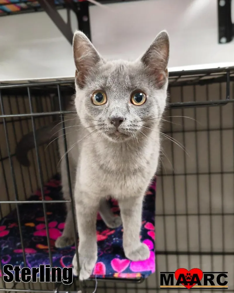 A baby medium-sized female Domestic Short Hair cat named Sterling for adoption in Maryville, TN