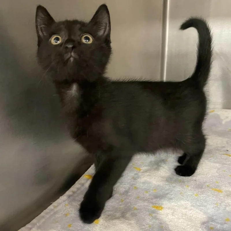 A baby small-sized male Black Domestic Short Hair cat named Dakota for adoption in Beaumont, TX