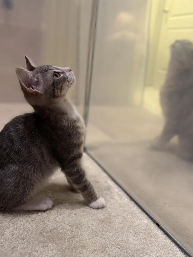 A baby small-sized male Domestic Short Hair cat named Tony Stark for adoption in Dallas, TX