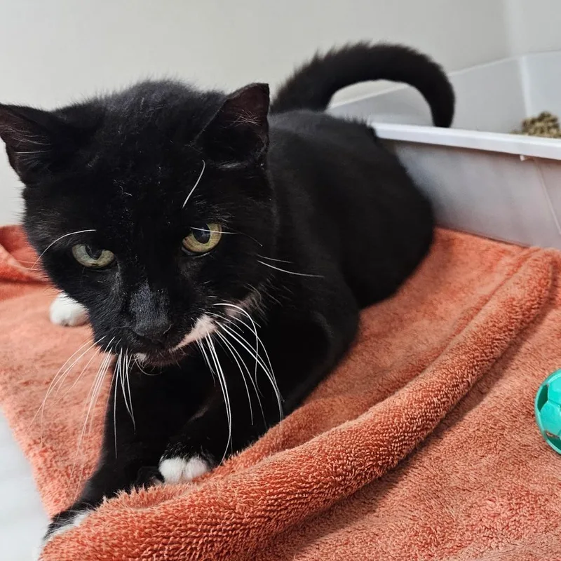 A senior medium-sized male Black Domestic Short Hair cat named Socks for adoption in Ridgely, MD