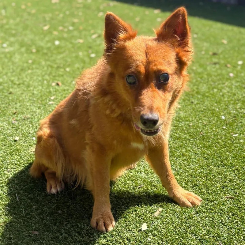 An adult large-sized male Red / Chestnut / Orange Mixed Breed dog named Cookie for adoption in LOXAHATCHEE, FL