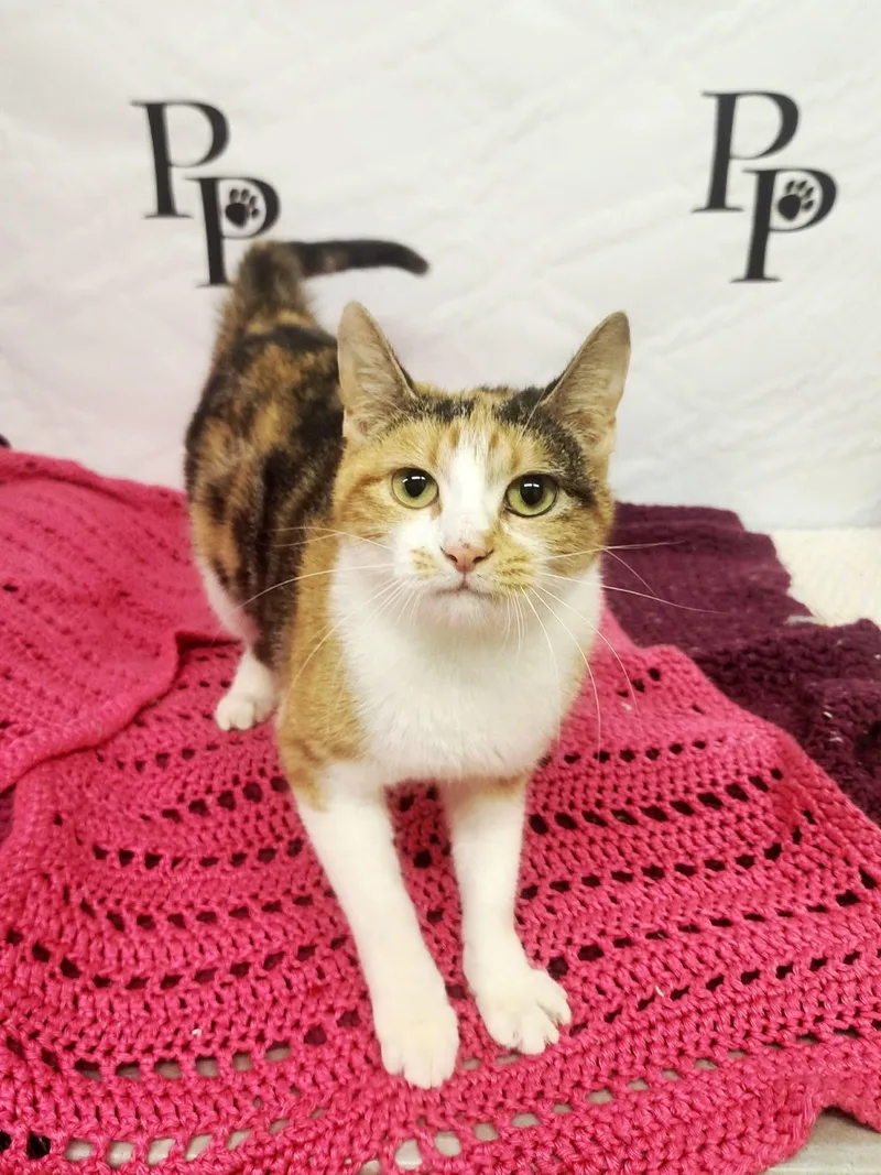 An adult medium-sized female Domestic Short Hair cat named Naomi for adoption in Social Circle, GA