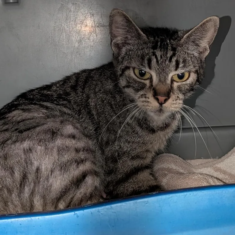 A baby medium-sized female Domestic Short Hair cat named Magnolia for adoption in Tacoma, WA