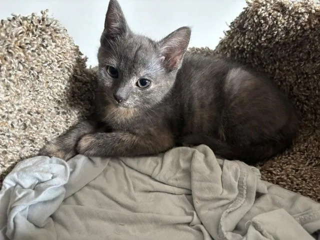 A baby small-sized female Domestic Short Hair cat named Winnie for adoption in Charlotte, NC