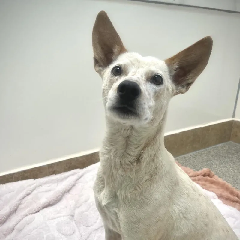 An adult medium-sized female White / Cream Cattle Dog dog named Cactus for adoption in Kanab, UT