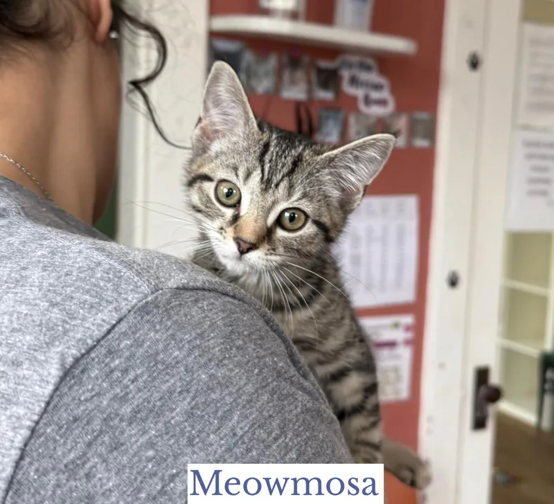 Meowmosa